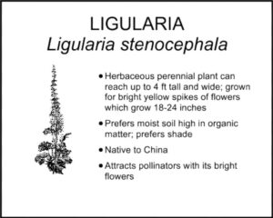 LIGULARIA