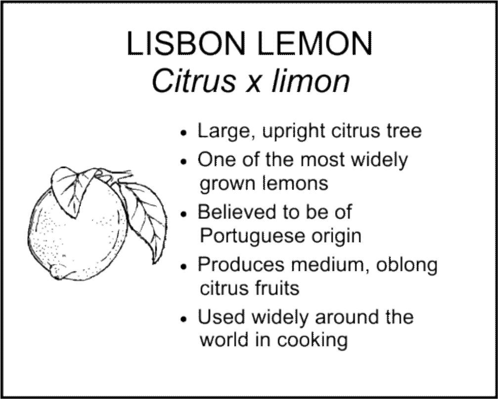 LISBON LEMON