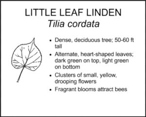 LITTLE LEAF LINDEN