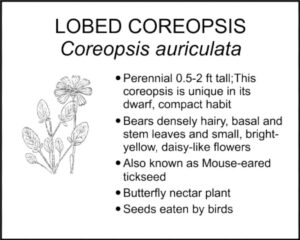 LOBED COREOPSIS