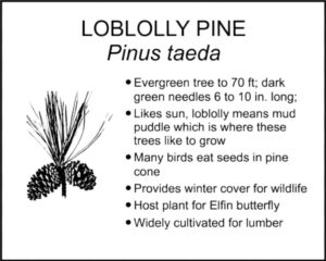 LOBLOLLY PINE