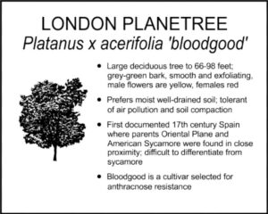 LONDON PLANETREE