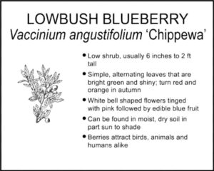 LOWBUSH BLUEBERRY CHIPPEWA