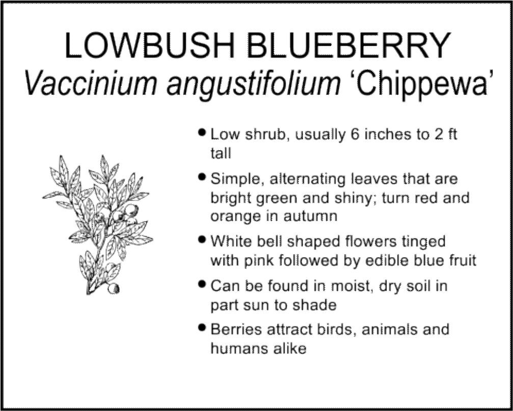 LOWBUSH BLUEBERRY CHIPPEWA