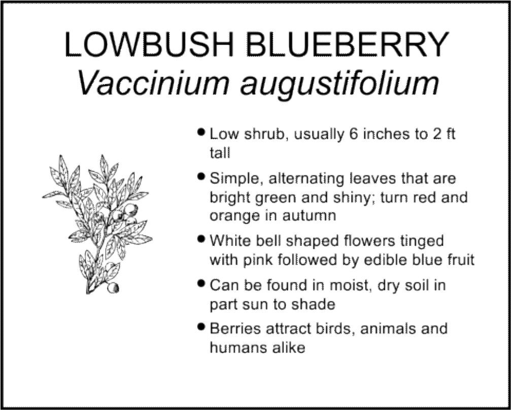 LOWBUSH BLUEBERRY