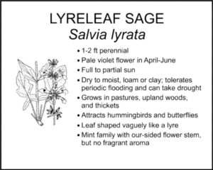 LYRELEAF SAGE