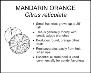 MANDARIN ORANGE