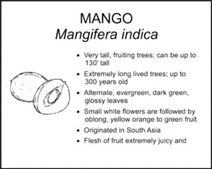 MANGO