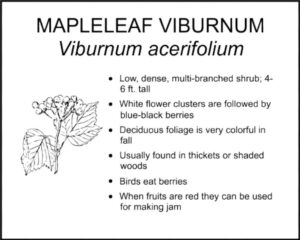 MAPLELEAF VIBURNUM