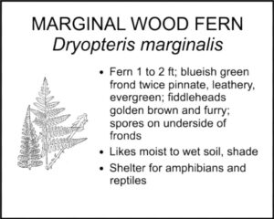 MARGINAL WOOD FERN