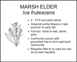 MARSH ELDER