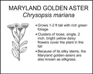 MARYLAND GOLDEN ASTER