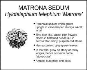 MATRONA SEDUM