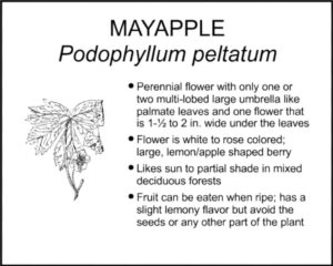 MAYAPPLE