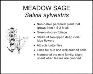 MEADOW SAGE