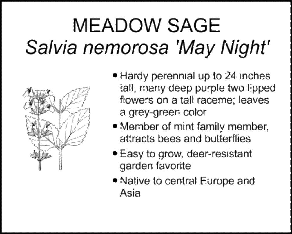 MEADOW SAGE MAY NIGHT