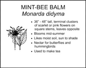 MINT-BEE BALM