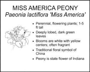 MISS AMERICA PEONY