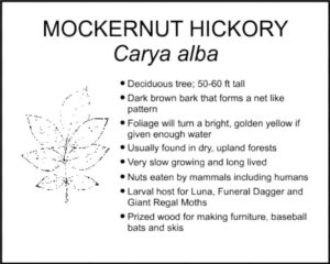 MOCKERNUT HICKORY