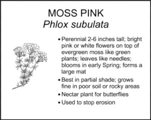 MOSS PINK