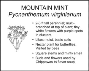 MOUNTAIN MINT