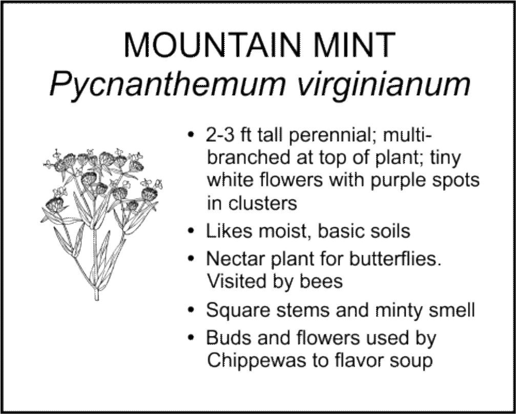 MOUNTAIN MINT