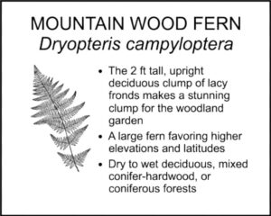 MOUNTAIN WOOD FERN