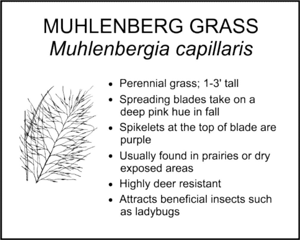 MUHLENBERG GRASS