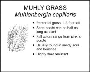 MUHLY GRASS