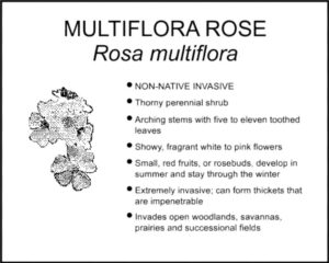 MULTIFLORA ROSE