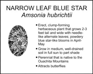 NARROW LEAF BLUE STAR