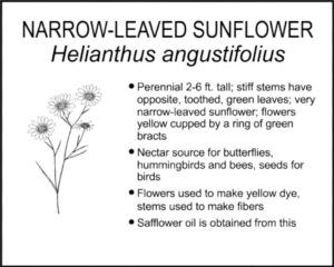 NARROW-LEAVED SUNFLOWER