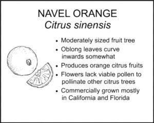 NAVEL ORANGE