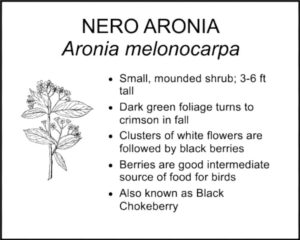 NERO ARONIA