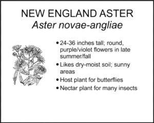 NEW ENGLAND ASTER