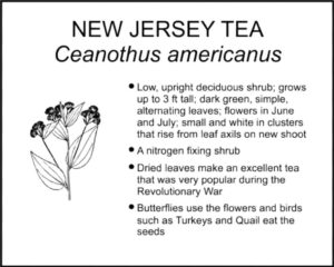 NEW JERSEY TEA