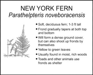 NEW YORK FERN