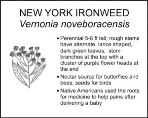 NEW YORK IRONWEED