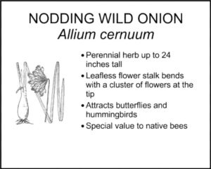 NODDING WILD ONION