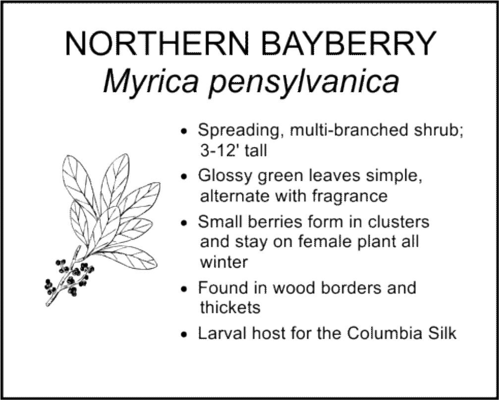 NORTHERN BAYBERRY
