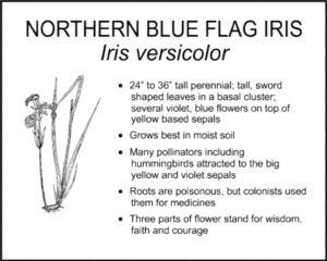 NORTHERN BLUE FLAG IRIS