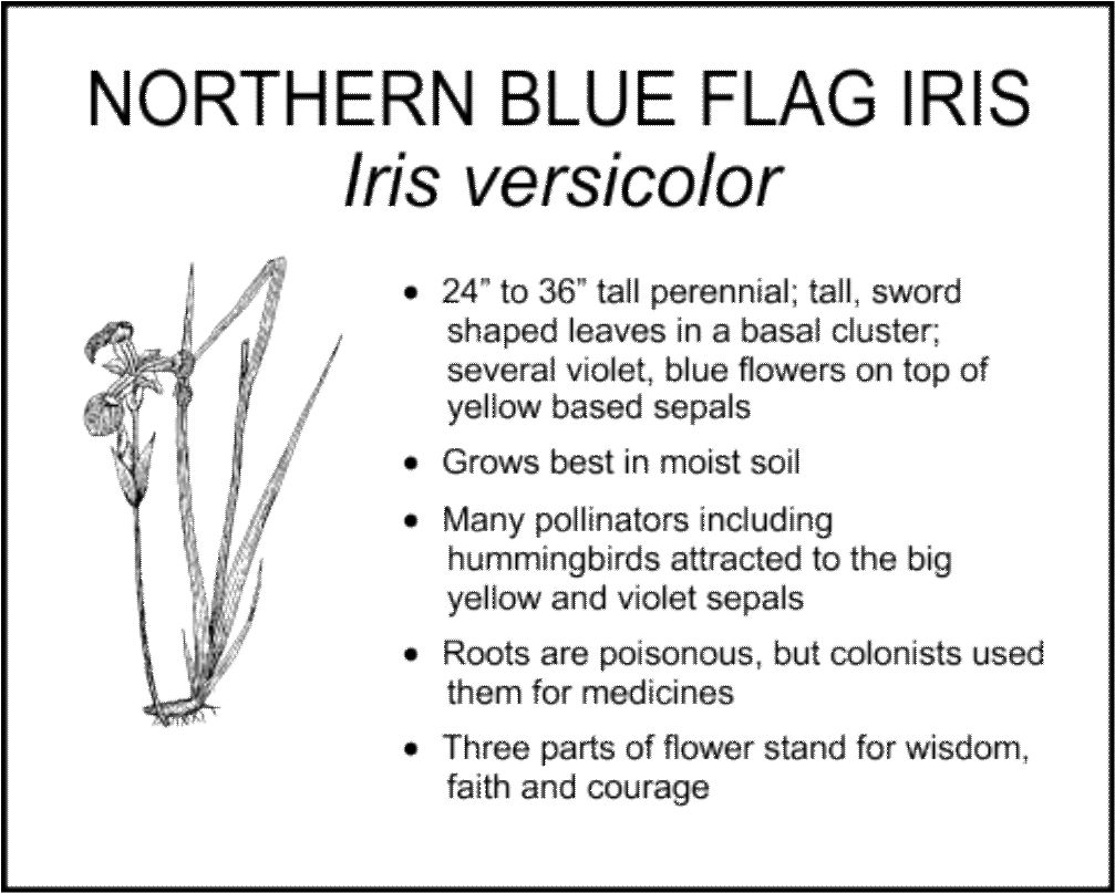 NORTHERN BLUE FLAG IRIS
