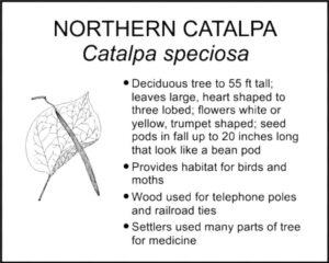 NORTHERN CATALPA