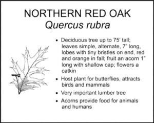 NORTHERN RED OAK