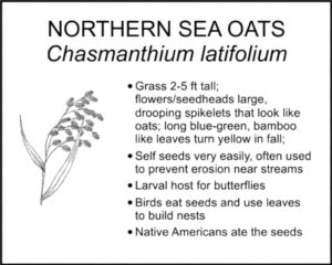 NORTHERN SEA OATS