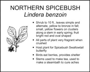 NORTHERN SPICEBUSH