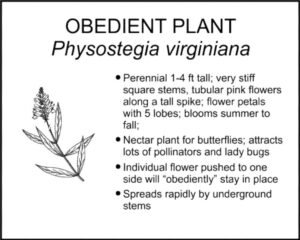 OBEDIENT PLANT