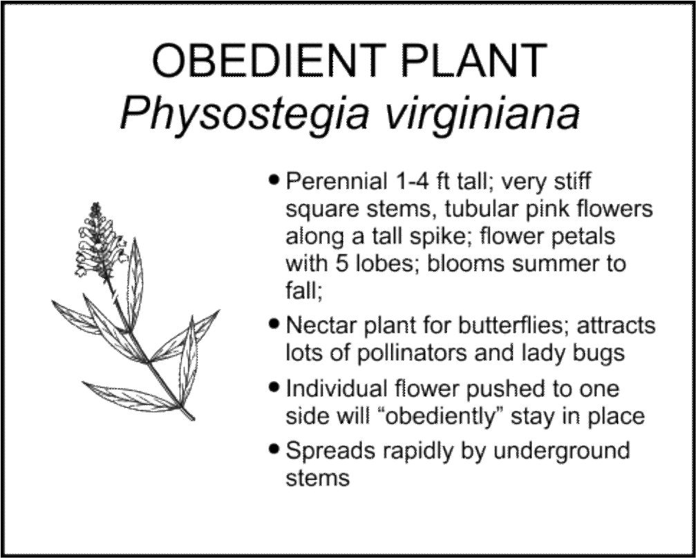 OBEDIENT PLANT