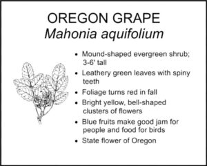 OREGON GRAPE