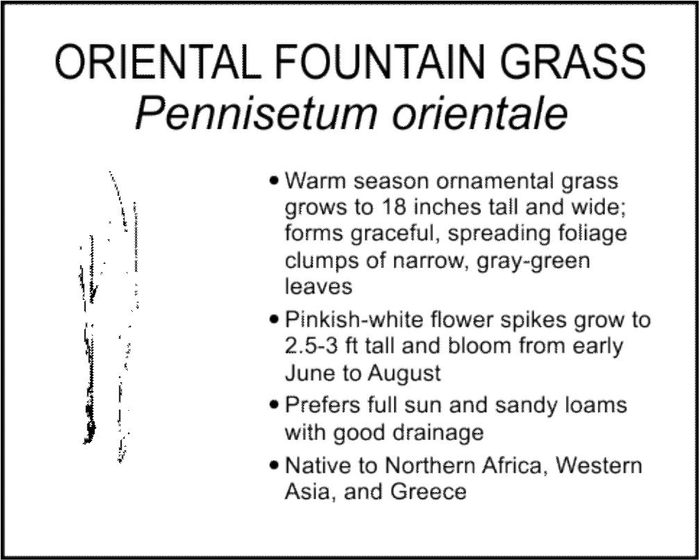 ORIENTAL FOUNTAIN GRASS